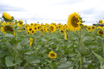 GIRASOL-LLOVIDO.jpg