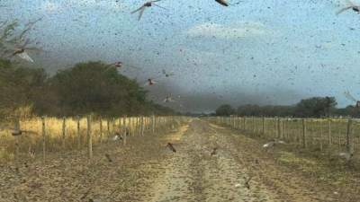 Peligrosa plaga de langostas en el norte del país
