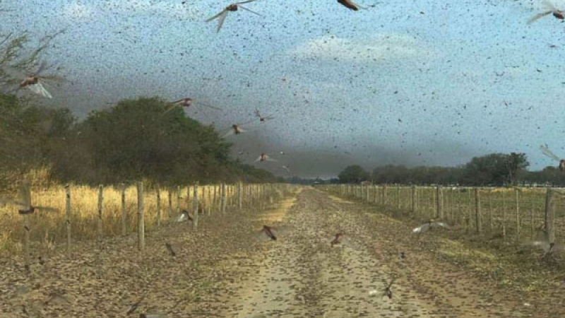 Peligrosa plaga de langostas en el norte del país