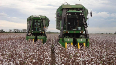 La campaña algodonera cerró en el Chaco con 208 mil toneladas y un rinde promedio de 2000 kilos
