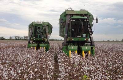 La campaña algodonera cerró en el Chaco con 208 mil toneladas y un rinde promedio de 2000 kilos