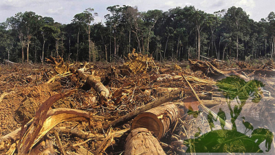 De Greenpeace a Tortarolo: “Proteger los bosques es una obligación”
