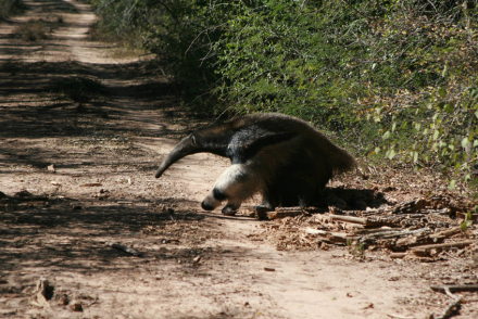 Parque Impenetrable 2.jpg