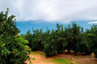 plantacion citricos.jpg