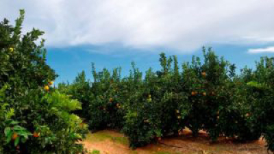 Corrientes: polémica tras la muerte de la niña que ingirió una mandarina que estaría envenenada