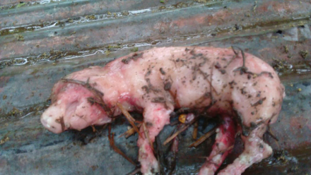 ANIMALES-CON-MALFORMACIONES.jpg