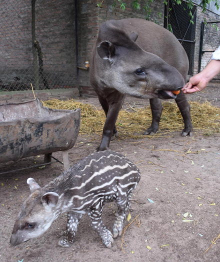 tapir.jpg