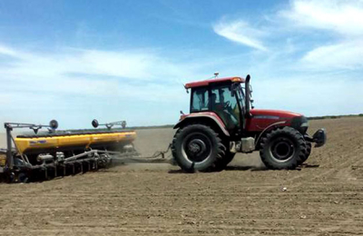 Avanza lentamente la siembra de algodón en los campos chaqueños