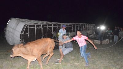 Chocó un camión con vacas y desató un amontonamiento de gente buscando carne