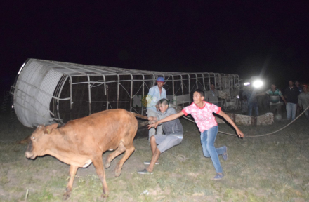 tumbo camion con vacas5.JPG