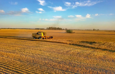 Cierre de campaña con 170.000 toneladas de trigo en el Chaco