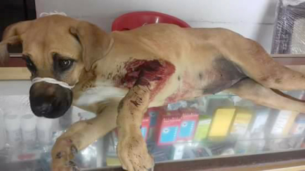perro3.jpg