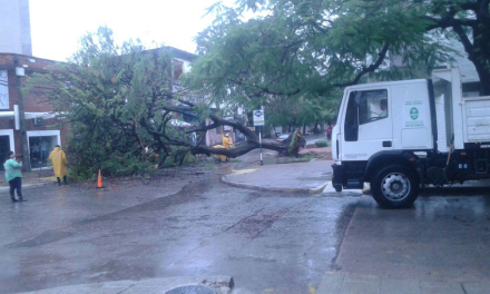 arbol.jpg