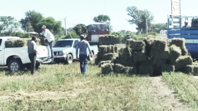 La alfalfa se desarrolla en el departamento Maipú como alternativa para minifundistas