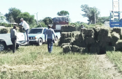 La alfalfa se desarrolla en el departamento Maipú como alternativa para minifundistas