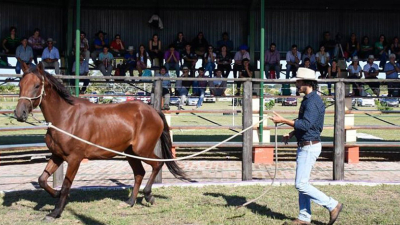 Crecen las expectativas por el Tercer Congreso Equino