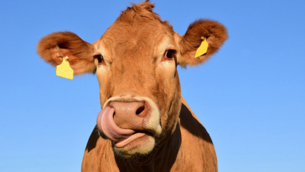 vaca.jpg