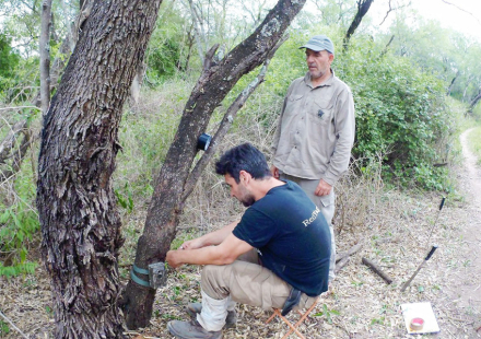 yaguarete.jpg