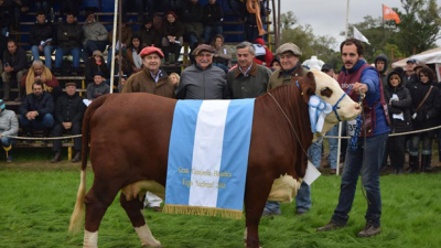 Del Chaco y de Corrientes, los mejores reproductores Braford