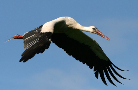 CUGUENA-BLANCA-CICONIA-CICO.JPG