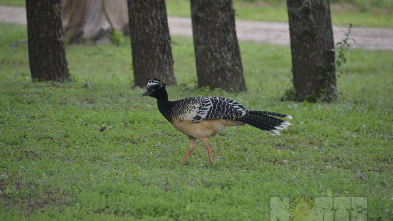 Confirmado, el encuentro de observadores de aves será en El Impenetrable