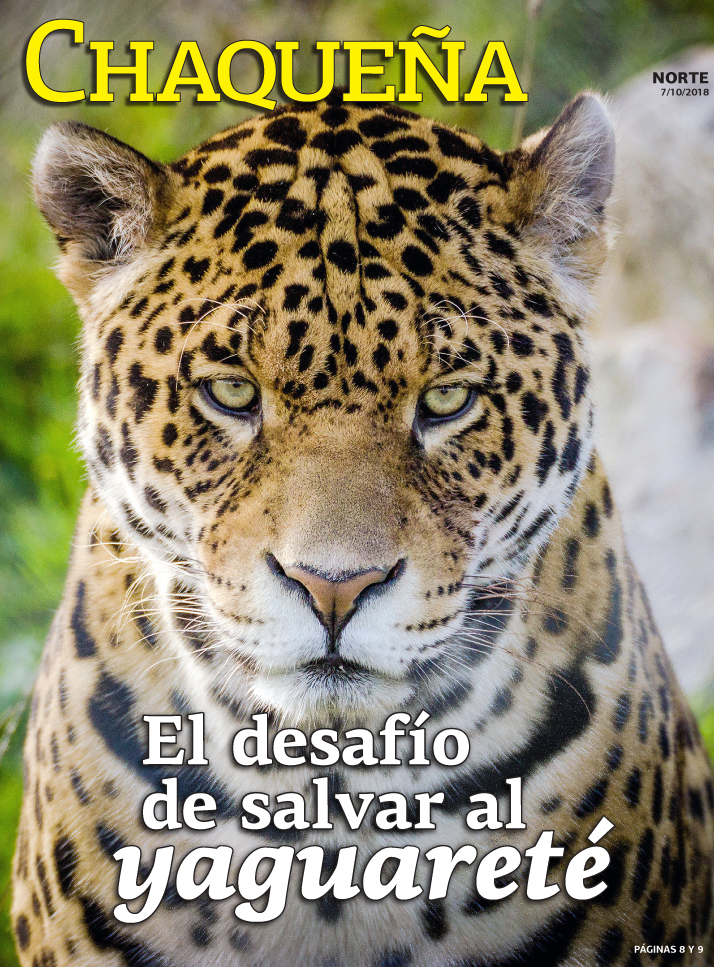 El desafío de salvar al yaguareté