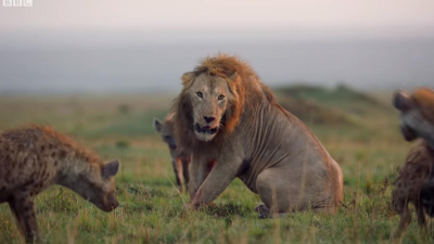 Increíble gesto de amistad: evitó que un león sea comido por 20 hienas