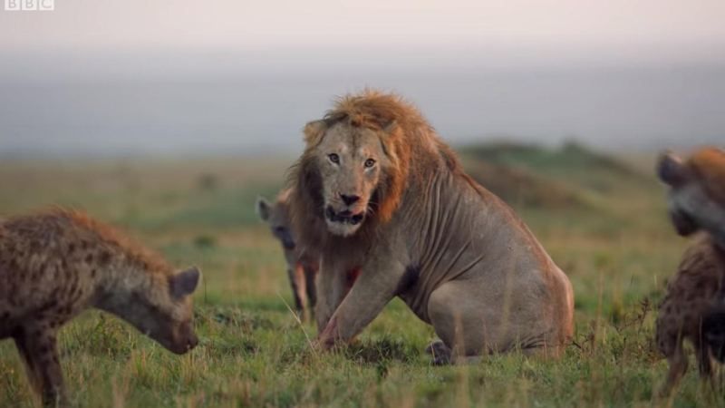 Increíble gesto de amistad: evitó que un león sea comido por 20 hienas