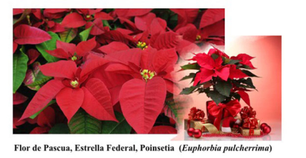 Flor-de-Nochebuena3.jpg