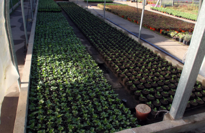 La Escuela de Jardinería firmó un nuevo acuerdo con China