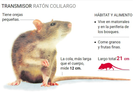 COLILARGOO.JPG
