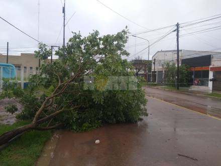 Charata caida de arboles 2.jpg