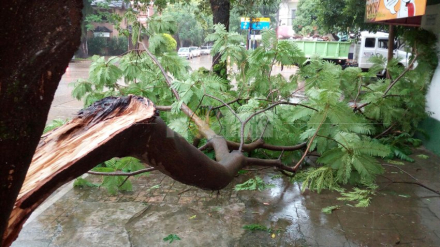 arbol2.jpg