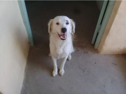mascota 4.JPG