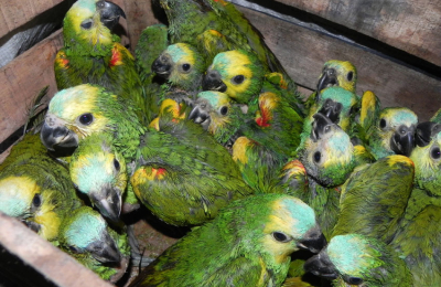 Trasladaban más de un centenar de crías de loros para su venta
