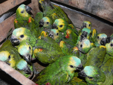 LORO5.jpg