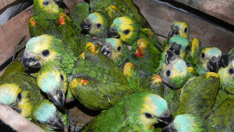 Trasladaban más de un centenar de crías de loros para su venta