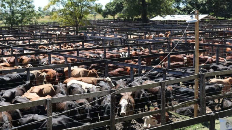 Buenos precios y ventas en el primer remate ganadero impulsado por el gobierno provincial