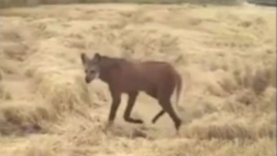 Avistaron dos ejemplares de aguará guazú en un campo de Santa Fe