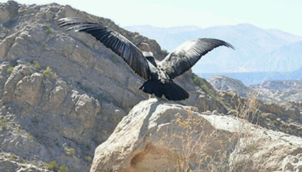 condor.jpg