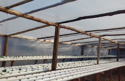 Acuaponia, un sistema de producción de alimentos novedoso que gana atención