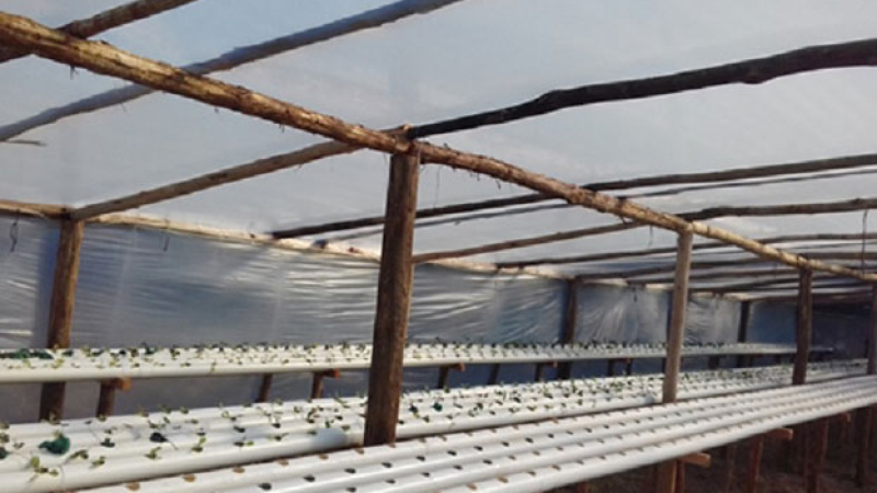 Acuaponia, un sistema de producción de alimentos novedoso que gana atención