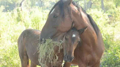 Dos propuestas de la Fundación Libera para reunir fondos y seguir asistiendo a caballos
