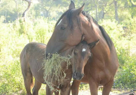 caballos.jpg