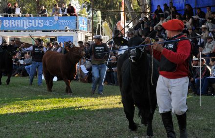 ganaderia2.jpg