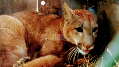 Tenía un puma y dos pecaríes de collar en su vivienda