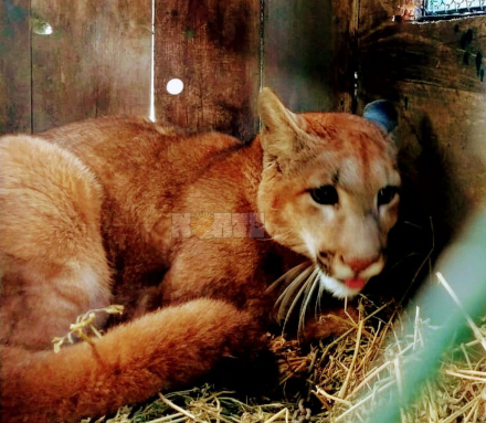 58puma.jpg