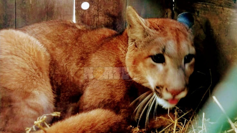 Tenía un puma y dos pecaríes de collar en su vivienda