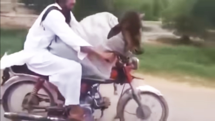 Vaca motoquera.jpg