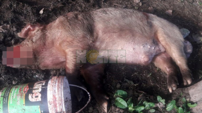 Chancho salvaje asesinó a mordiscos a una yegua y debió ser sacrificado
